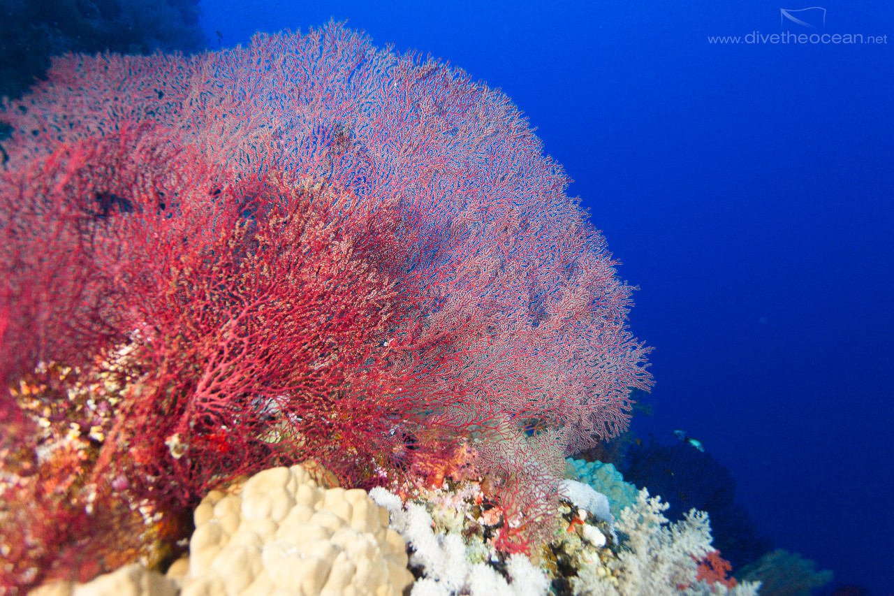 Hickon's fan coral