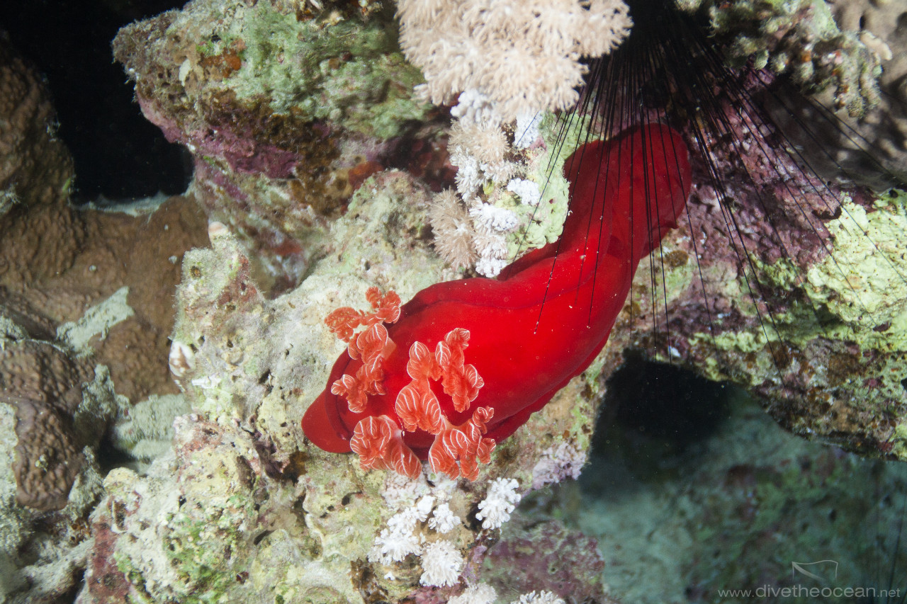 Spanish dancer