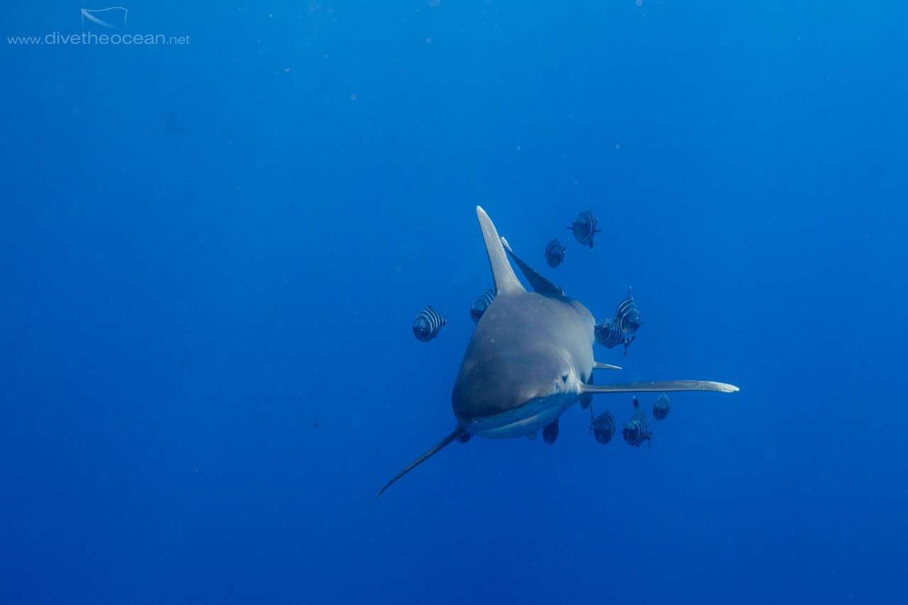 Longimanus