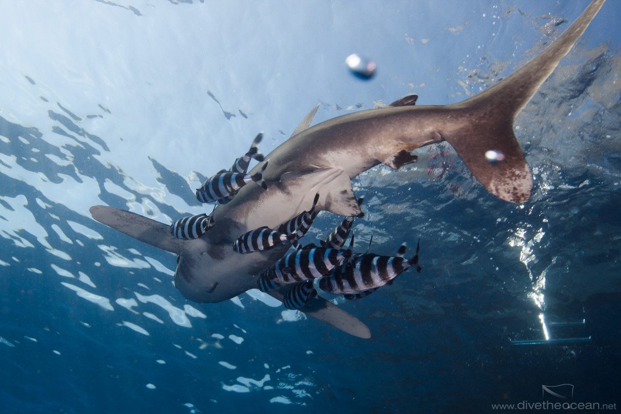 Oceanic White Tip Shark