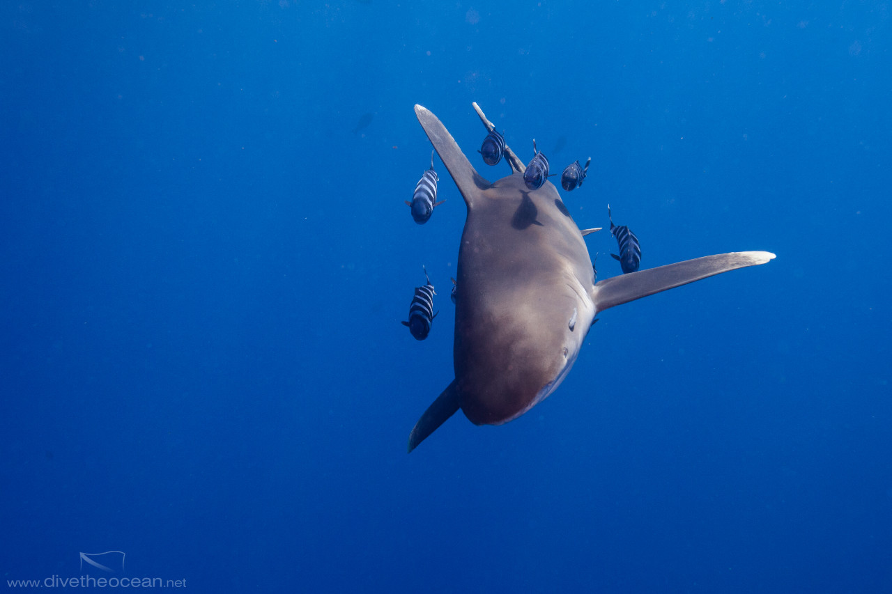 Oceanic White Tip Shark