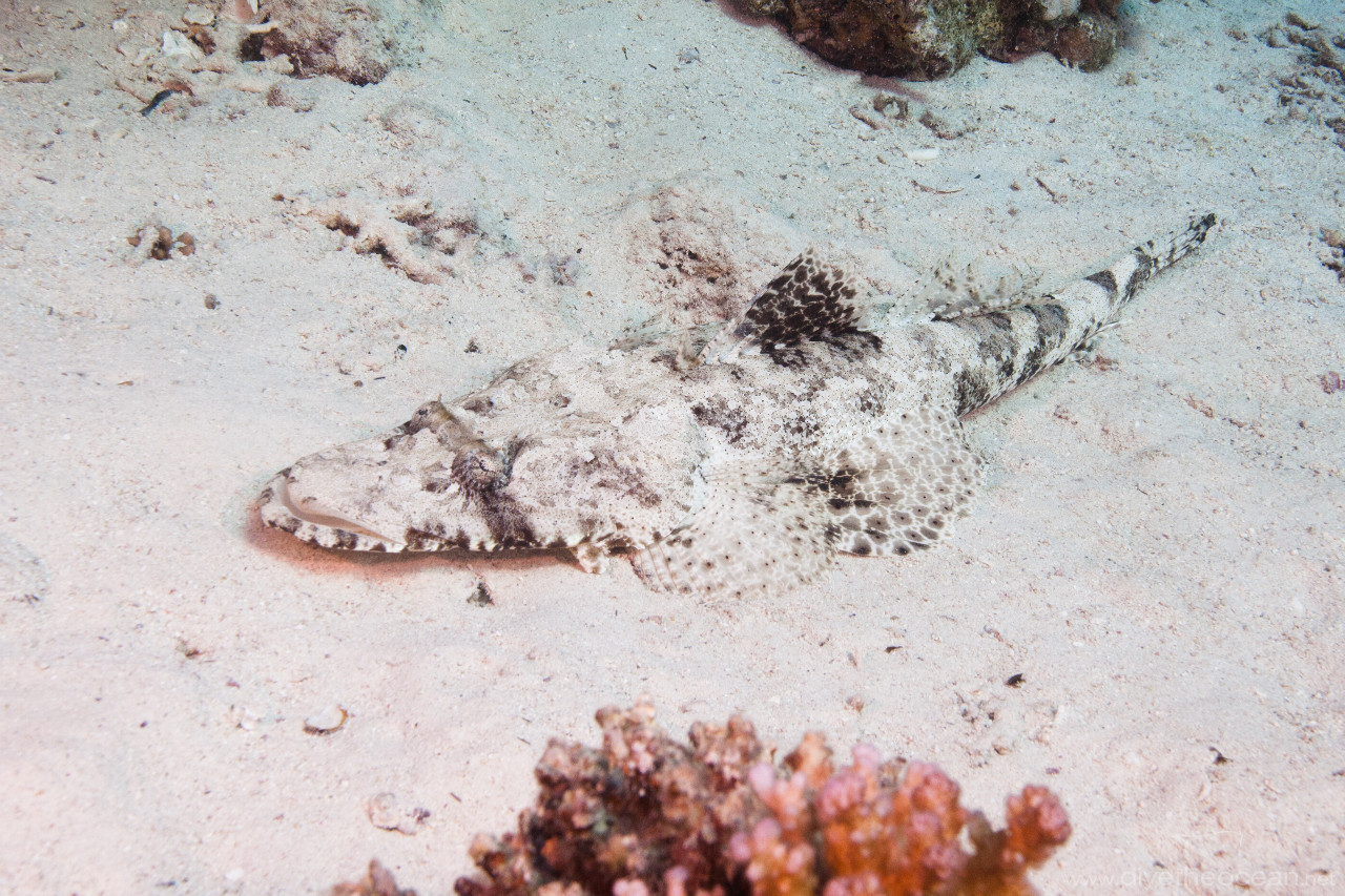 Crocodile fish