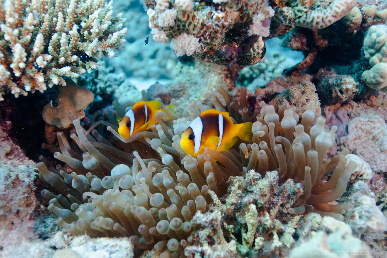 Red sea Anemonfish