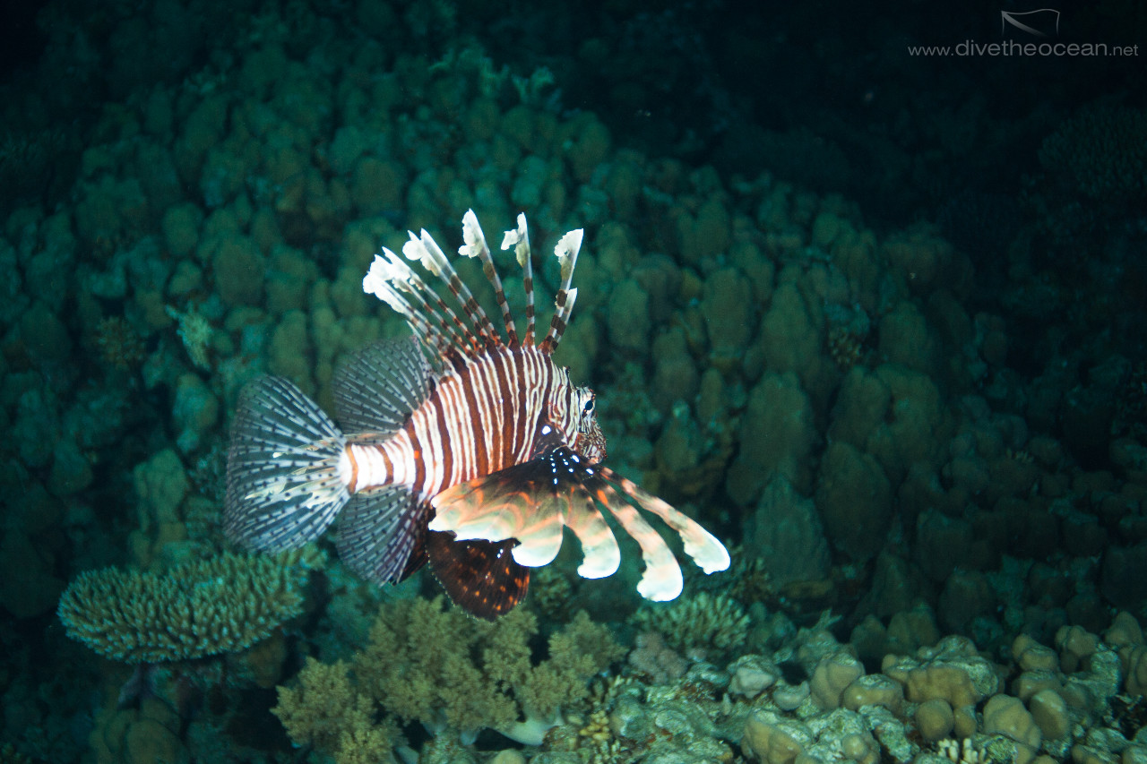 Lionfish - night dive