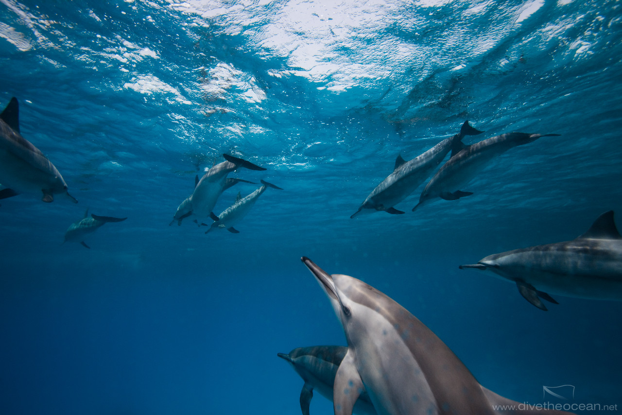 Dolphins