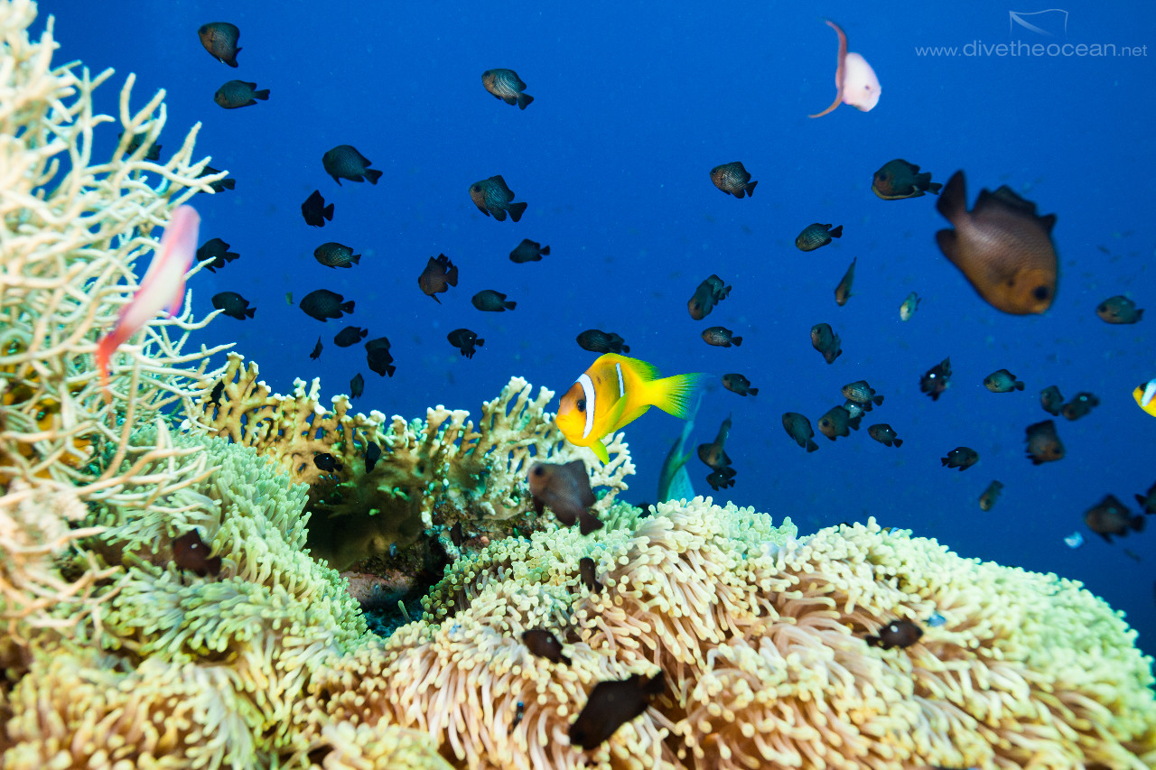 Yellowaxil puller (Chromis flavaxilla) & Anemone fish