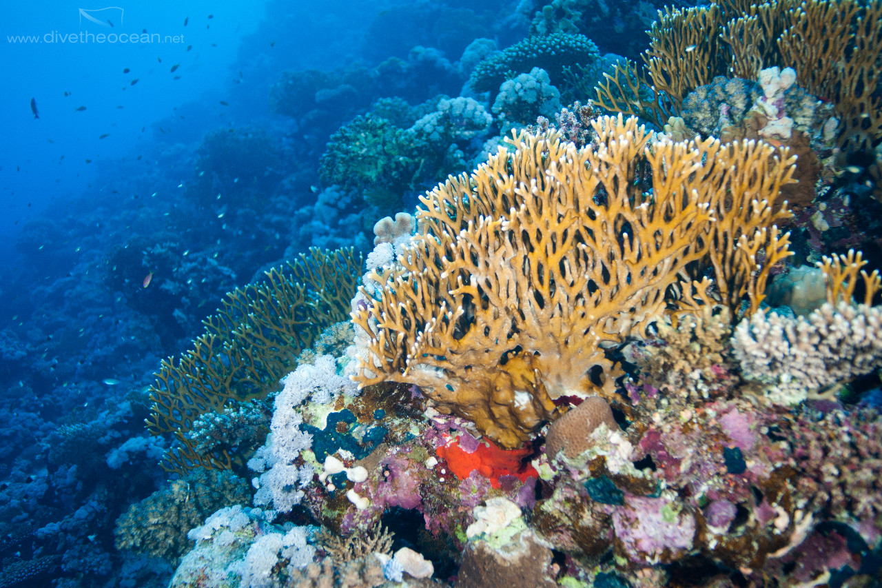 Ras Mohammed Corals