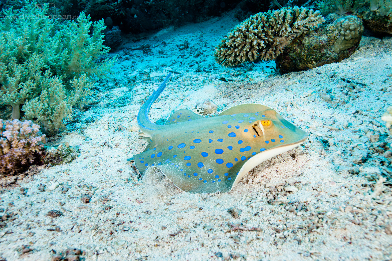 Bluespotted Stingray