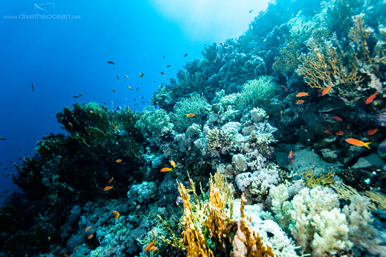 Ras Mohammed Reef