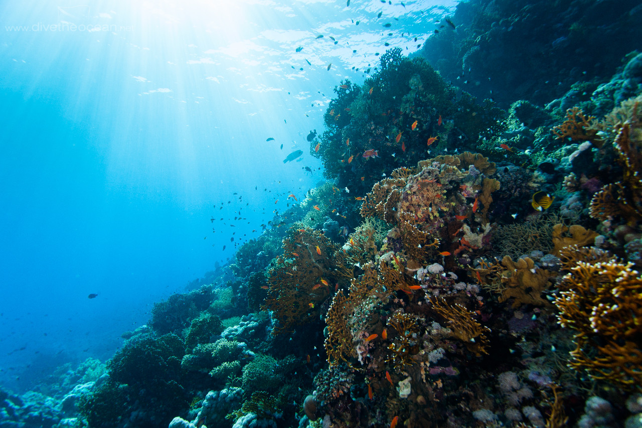 Ras Mohammed Reef