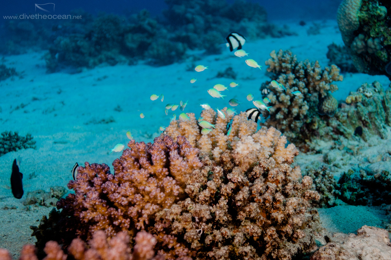 Bluegreen puller (Chromis viridis)