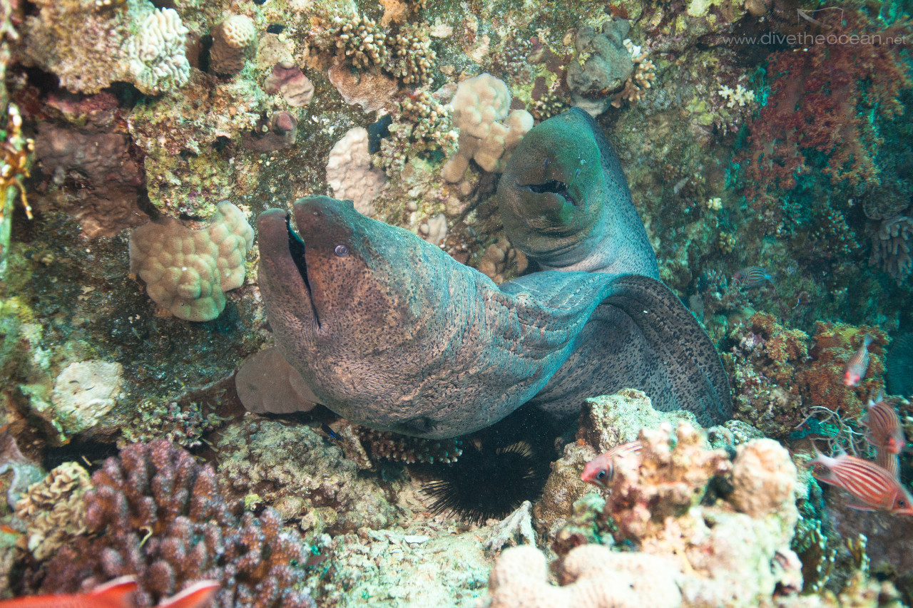 Giant Morays