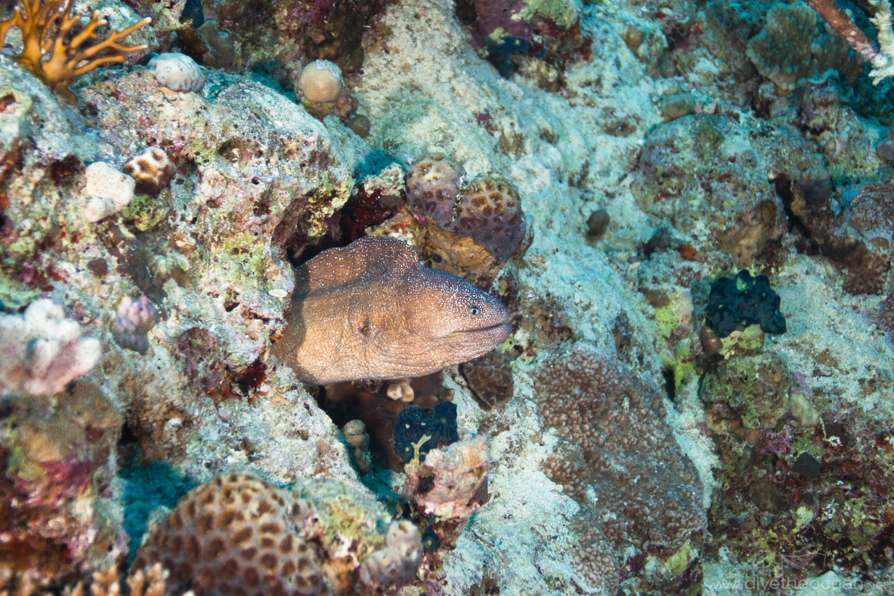 Yellow-edged moray (Gymnothorax flavimarginatus)