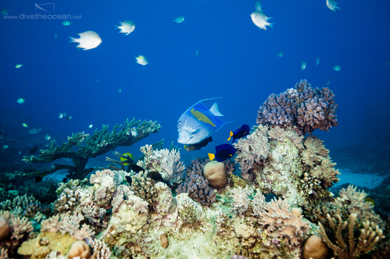 Coral Garden