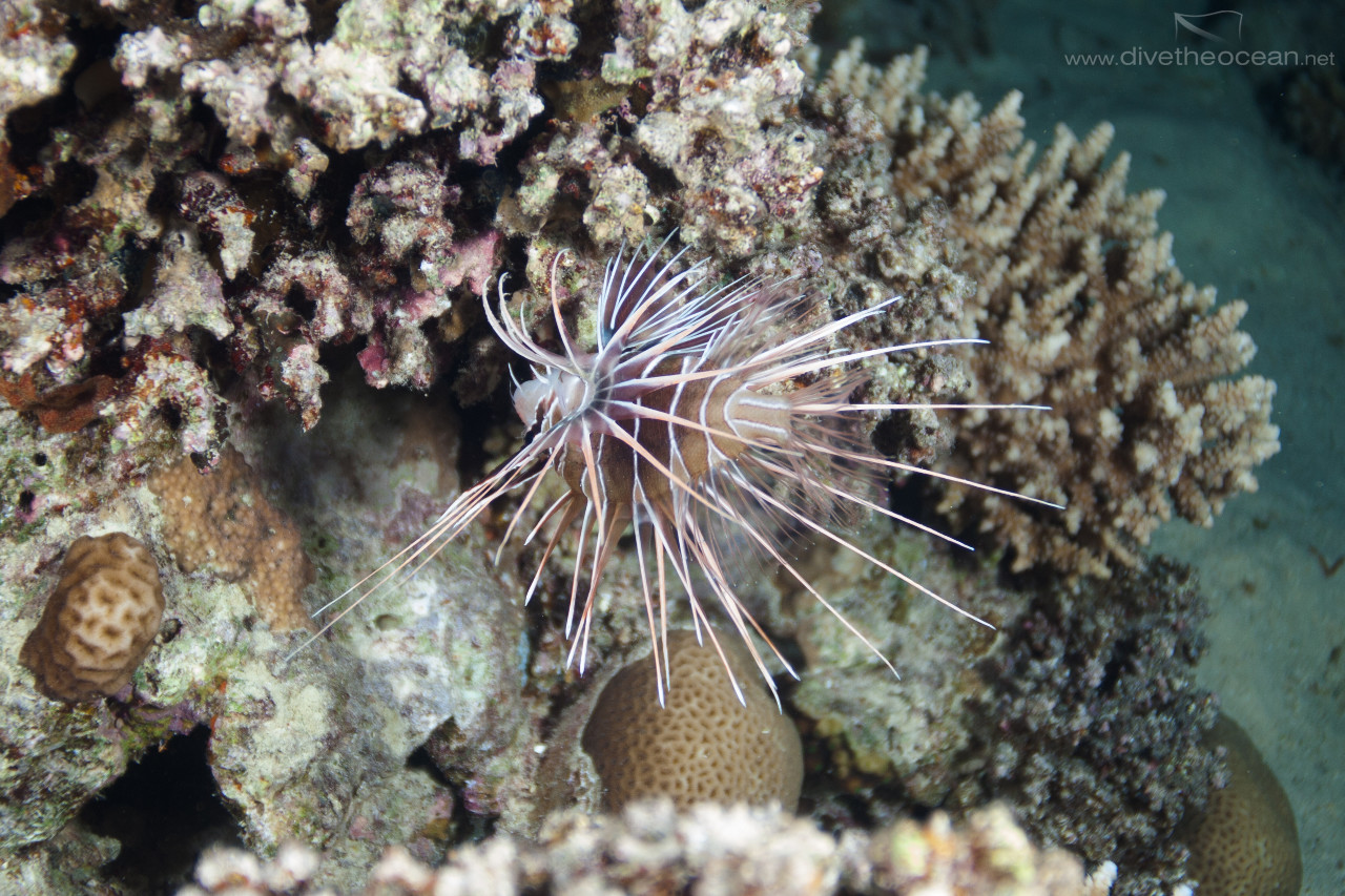 Clearfin lionfish (Pterois radiata)