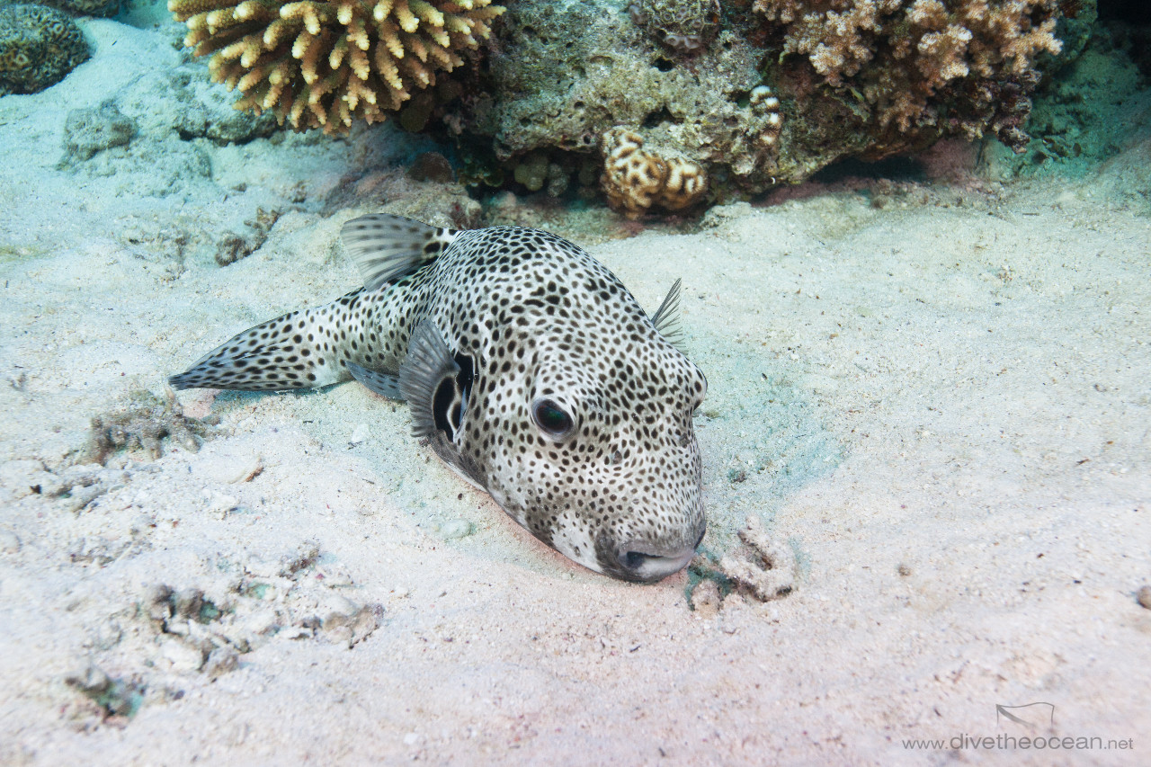 Giant puffer (Arothron stellatus)