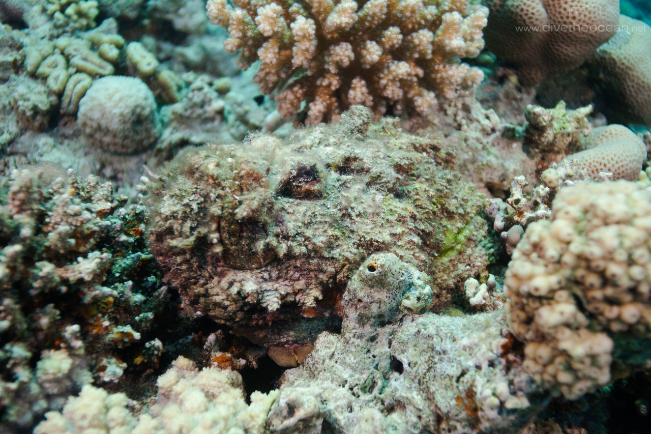 Stonefish (Synanceia verrucosa)