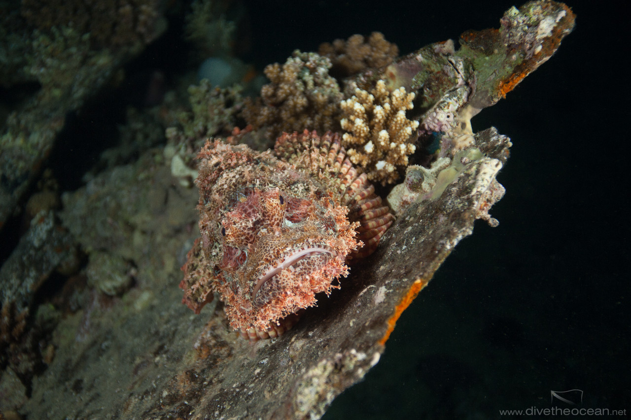Flathead scorpionfish (Scorpaenopsis oxycephala) on wreck