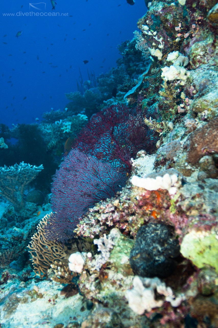 Hickson's fan coral