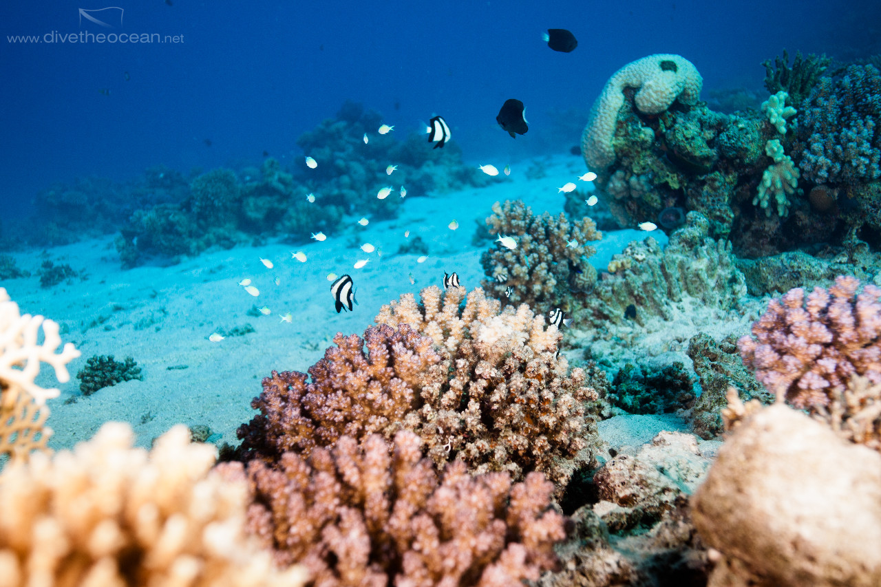 Bluegreen puller (Chromis viridis) and others