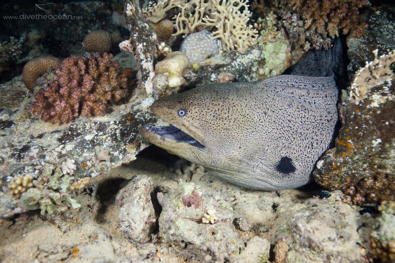 Giant Moray