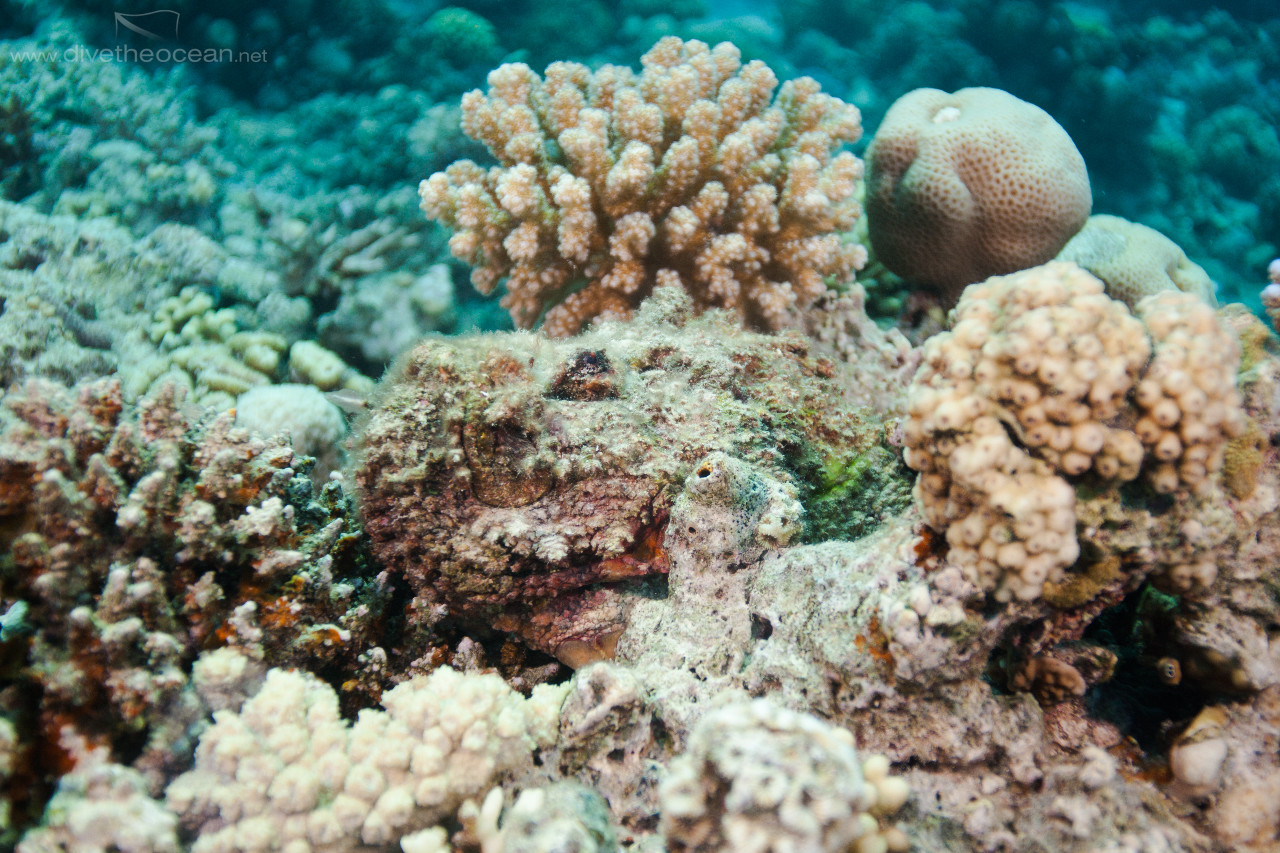 Stonefish (Synanceia verrucosa)