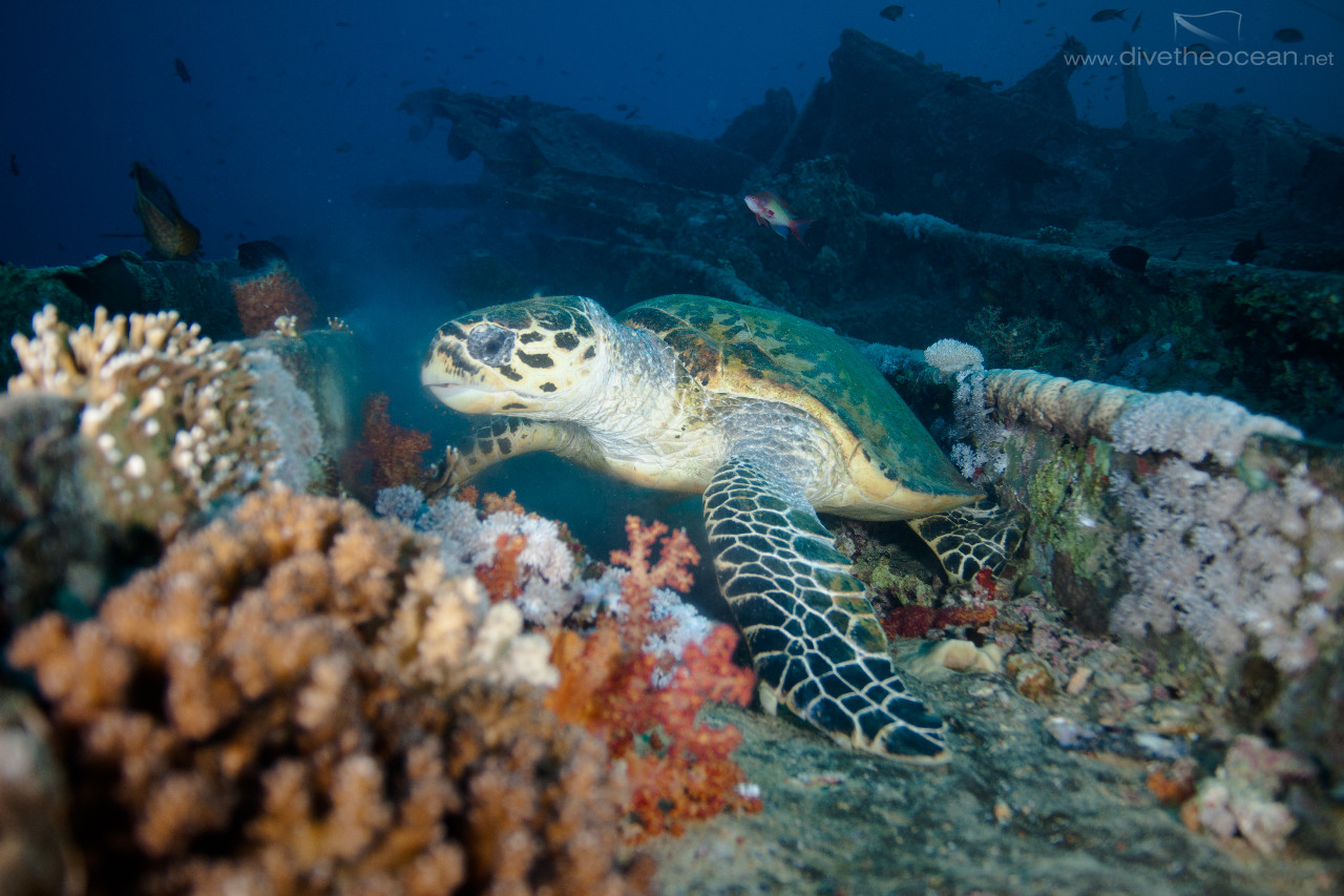 Hawksbill sea turtle  on SS Thistlegorm