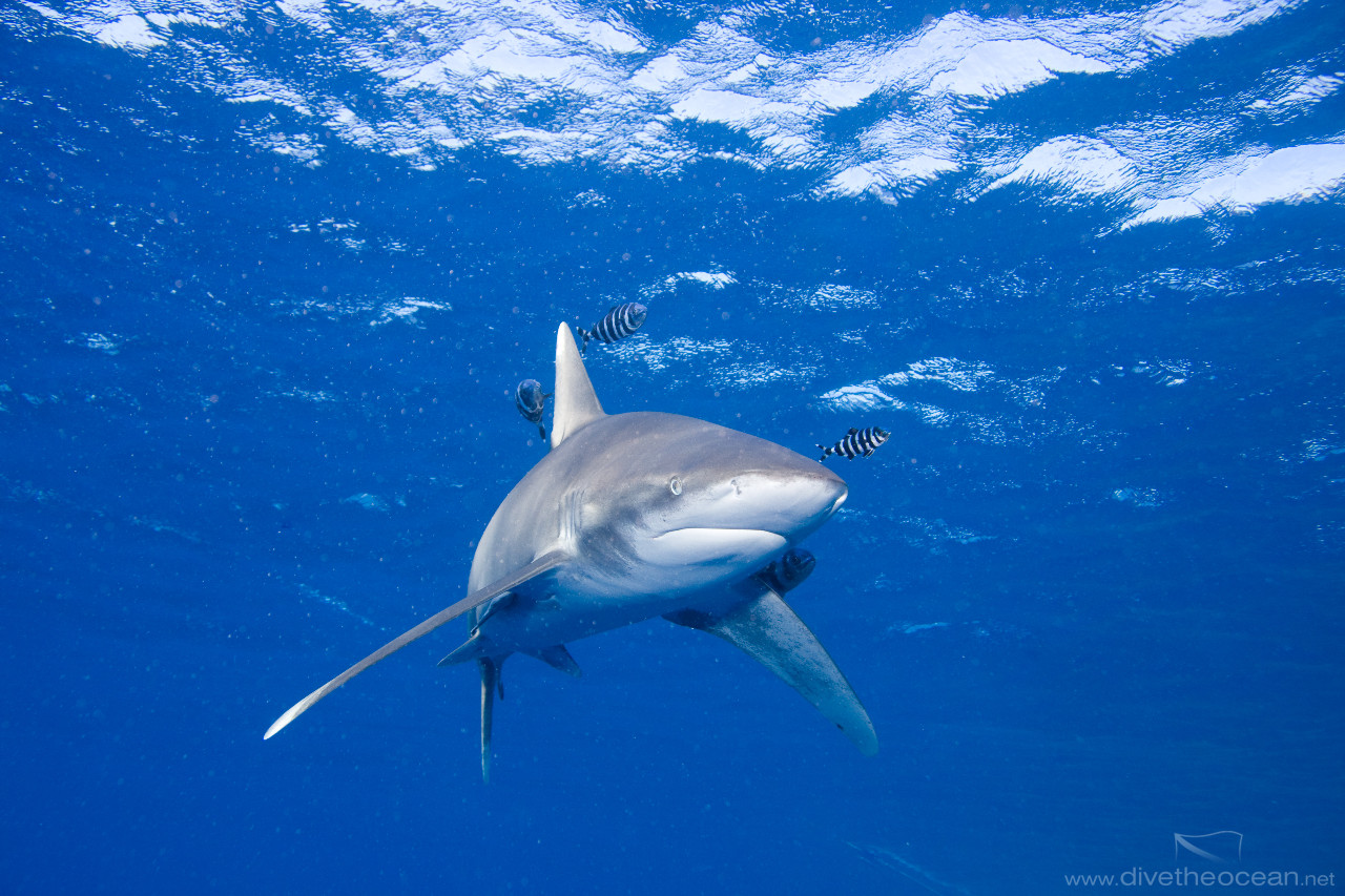 Oceanic white tip shark (Carcharhinus longimanus)