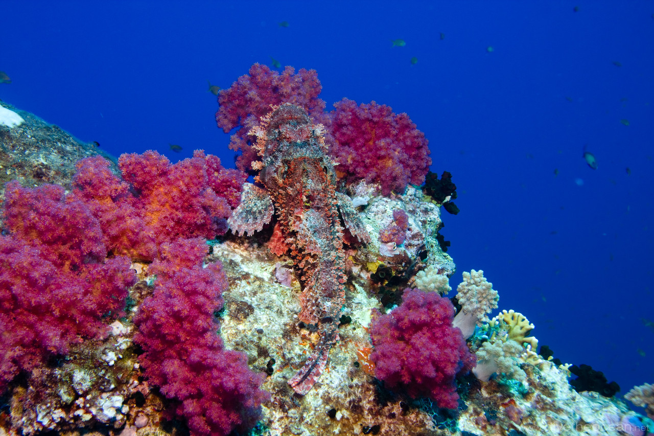 Flathead scorpionfish (Scorpaenopsis oxycephala) on Aida wreck