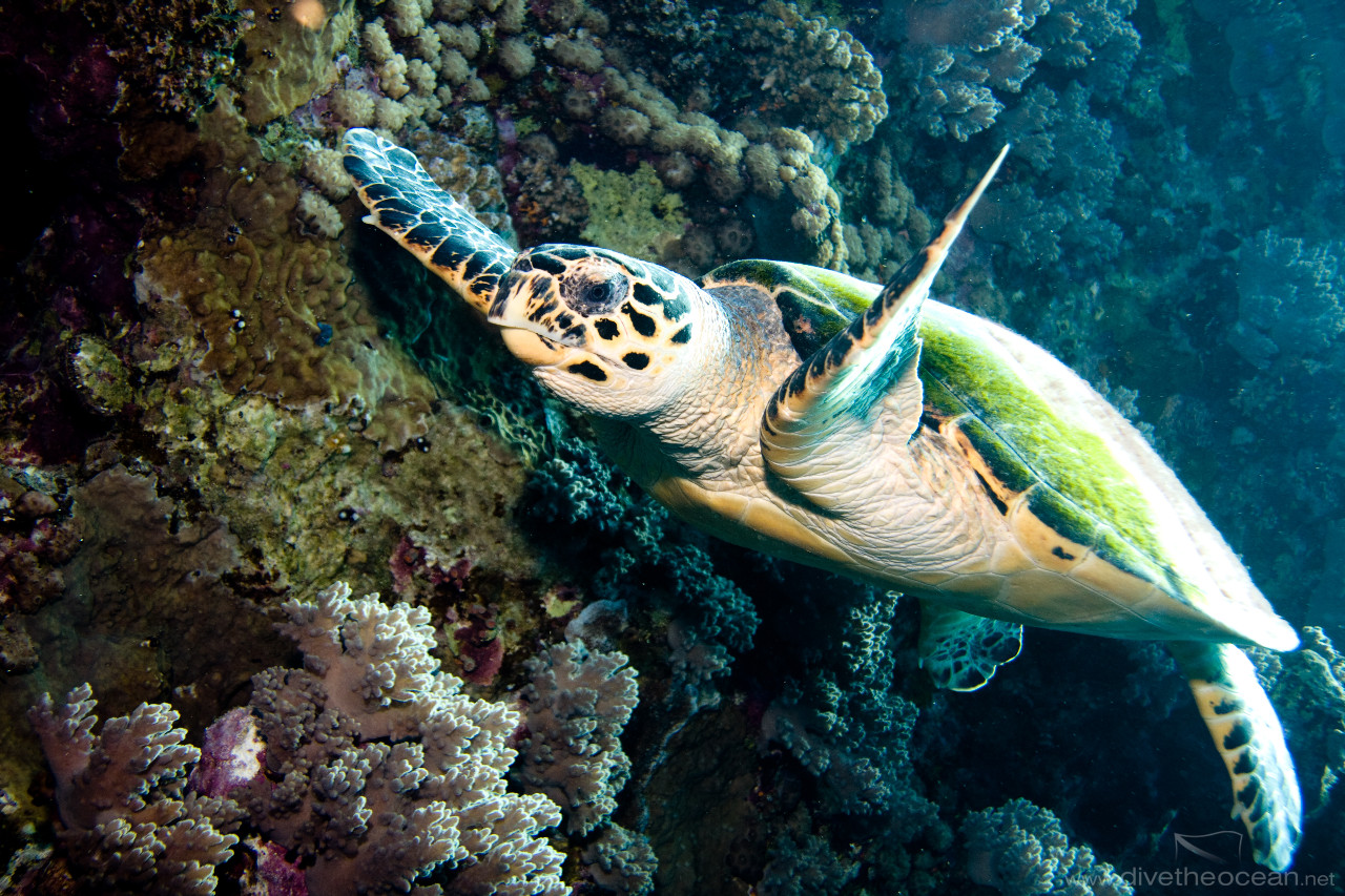 Hawksbill sea turtle (Eretmochelys imbricata)