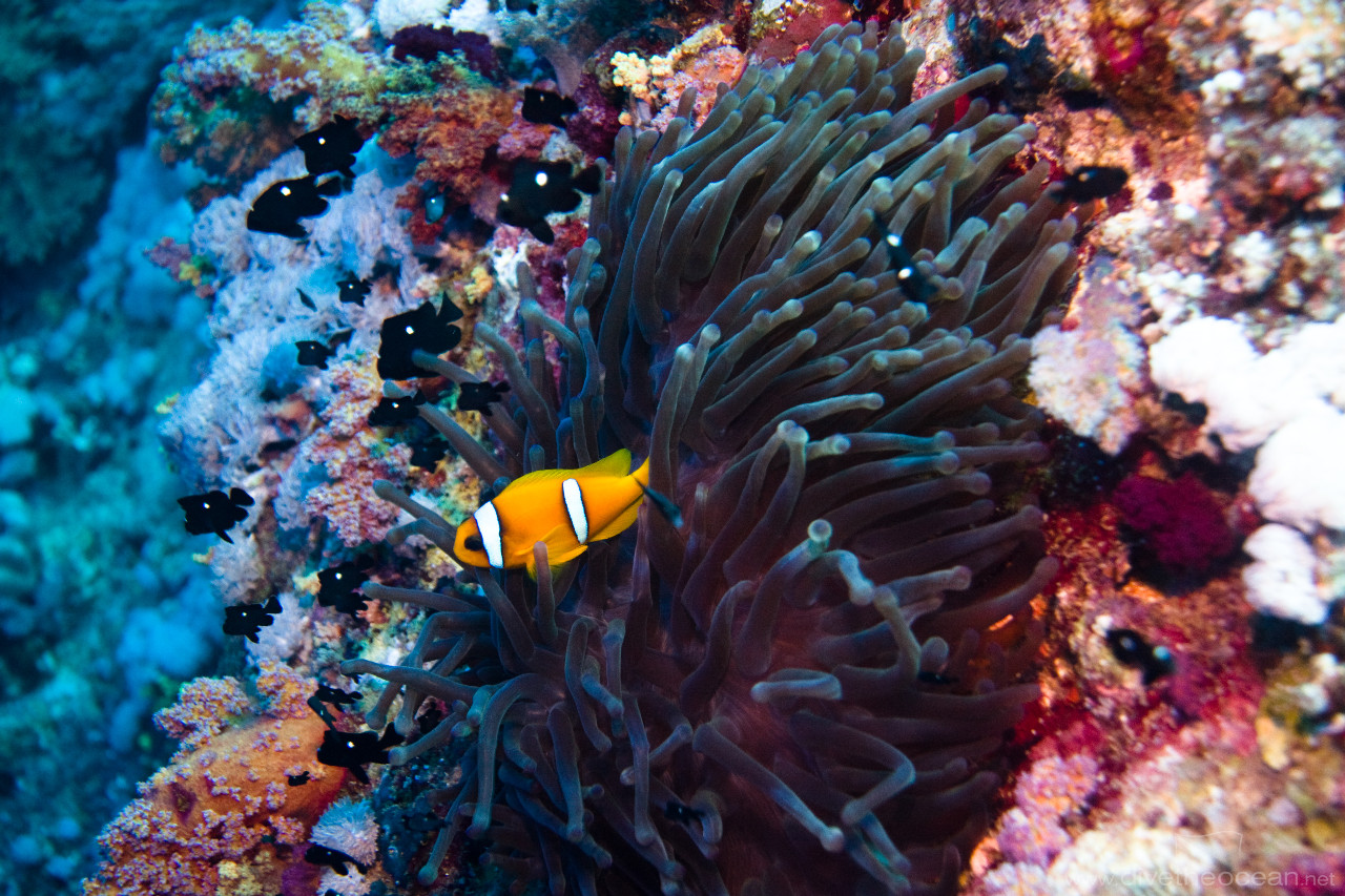 Anemone, Red Sea anemonefish (Amphiprion bicinctus) & Three-spot damsel (Dascyllus trimaculatus)