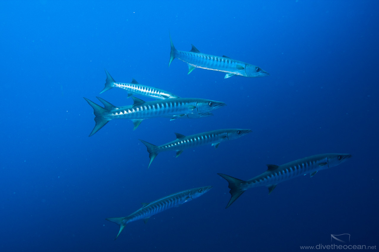 Barracudas