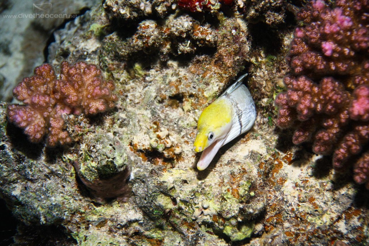 Giant Moray (Gymnothorax javanicus) in the night