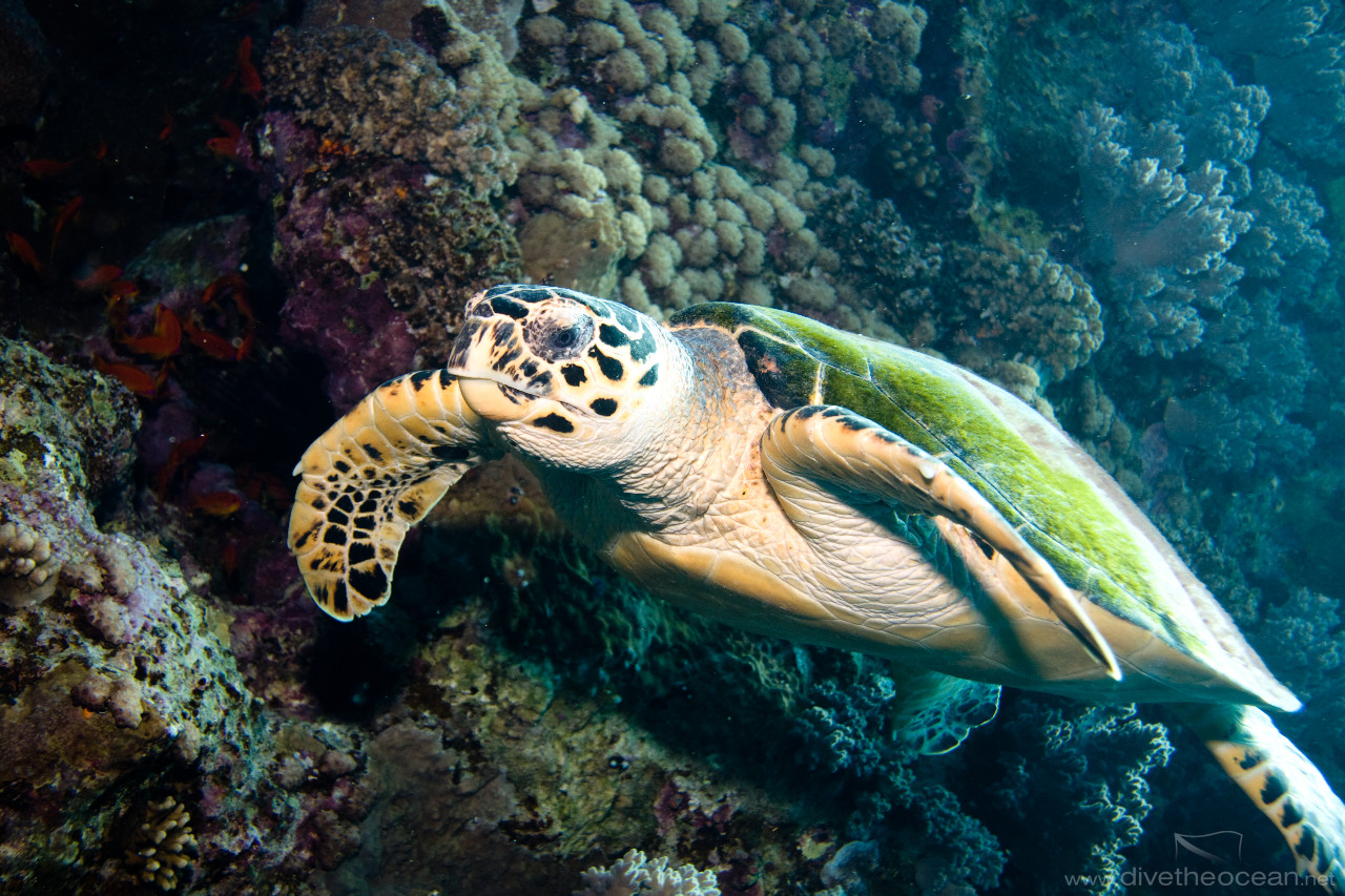 Hawksbill sea turtle (Eretmochelys imbricata)