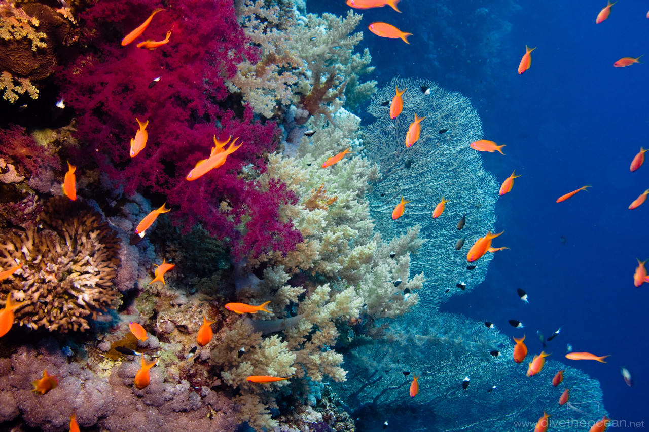 Coral garden with Jewel fairy basslet (Pseudanthias squamipinnis)