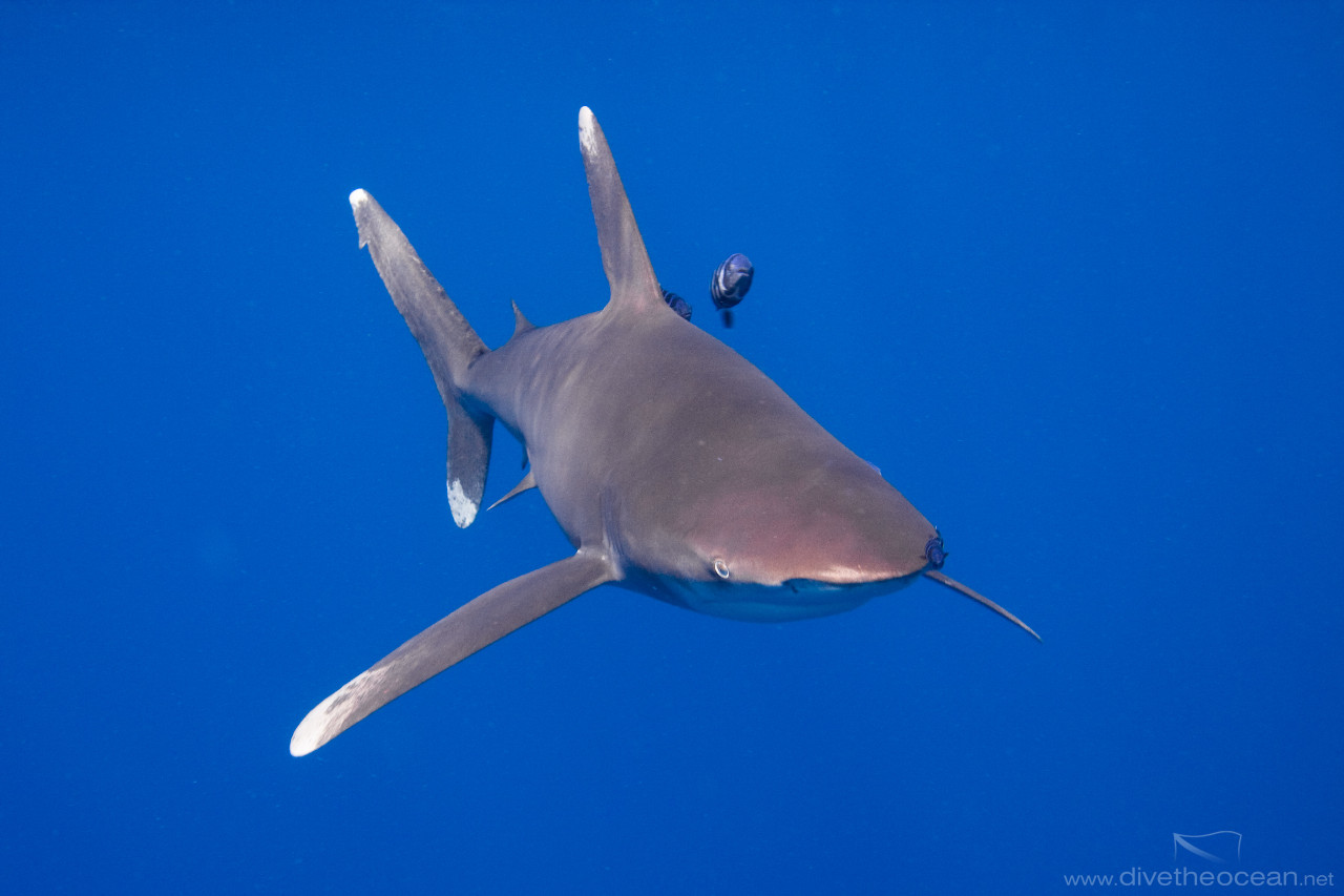 Oceanic white tip shark (Carcharhinus longimanus)