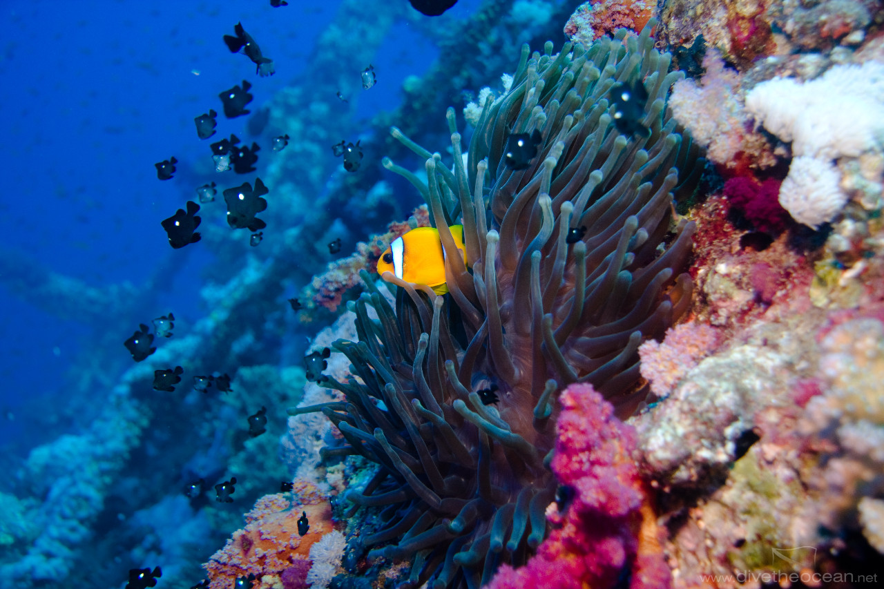 Anemone life on Aida wreck