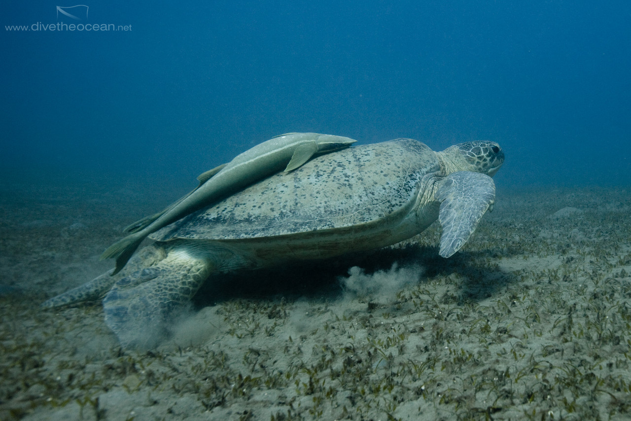 Green Turtle (Chelonia mydas) & Sharksucker (Echeneis naucrates)