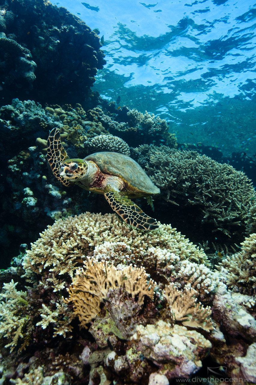 Hawksbill sea turtle (Eretmochelys imbricata)