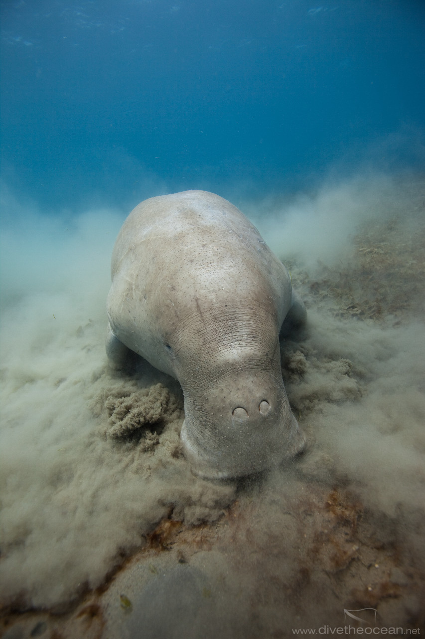 Dugong (Dugong dugon)