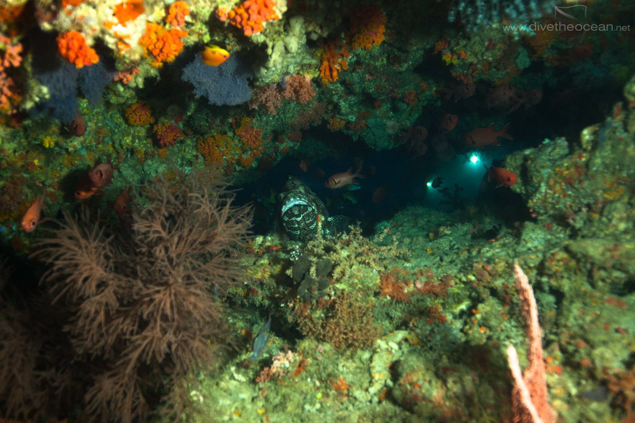 Giant Grouper