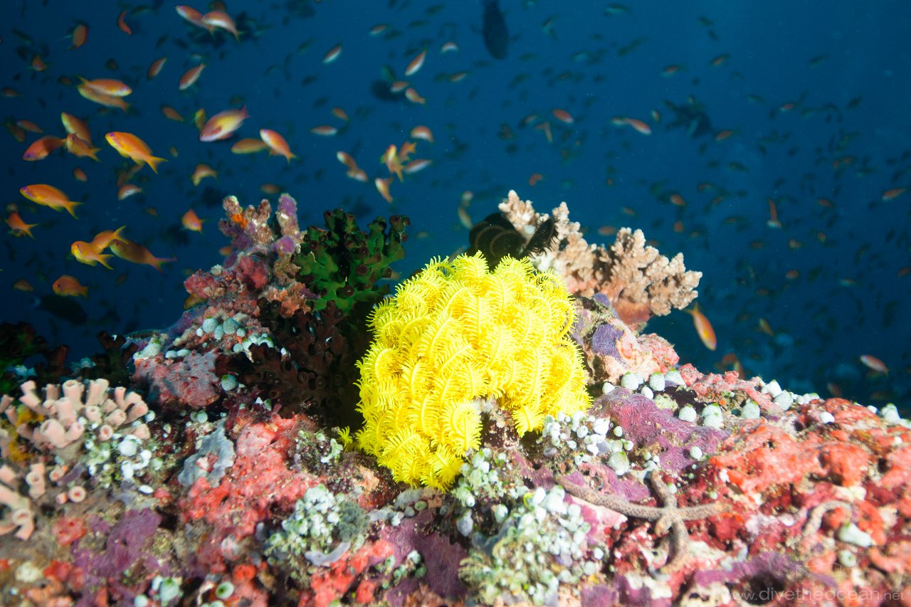 Yellow starfish