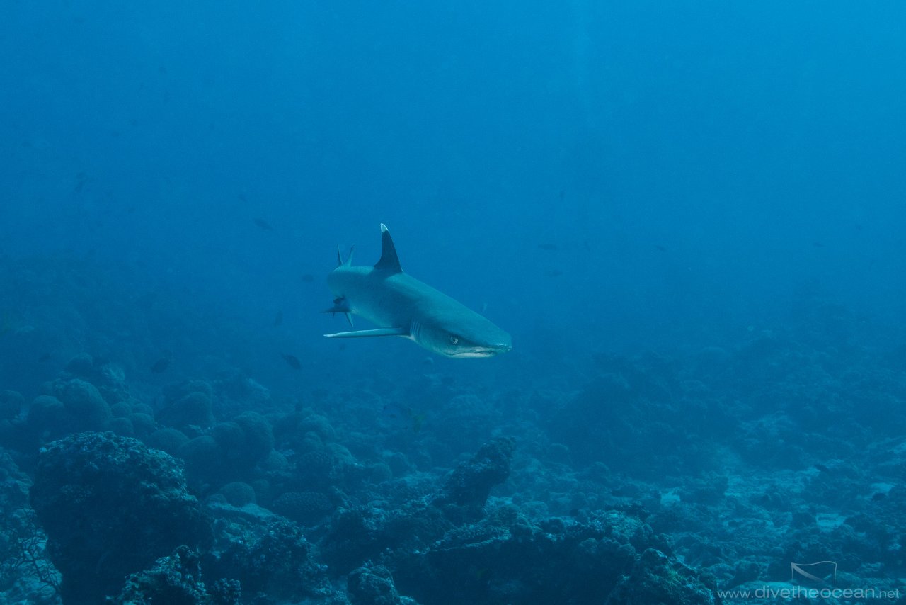 White tip close up