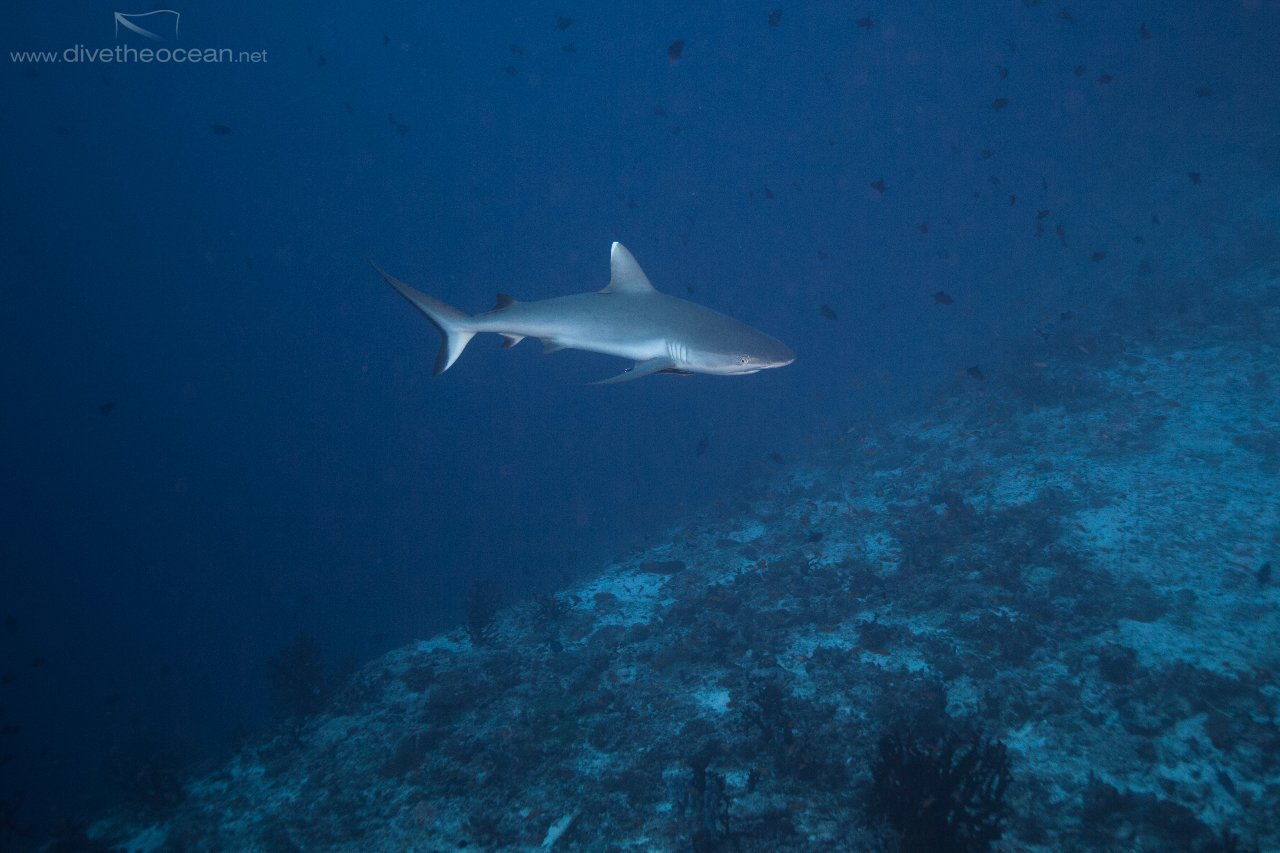 Reef Shark