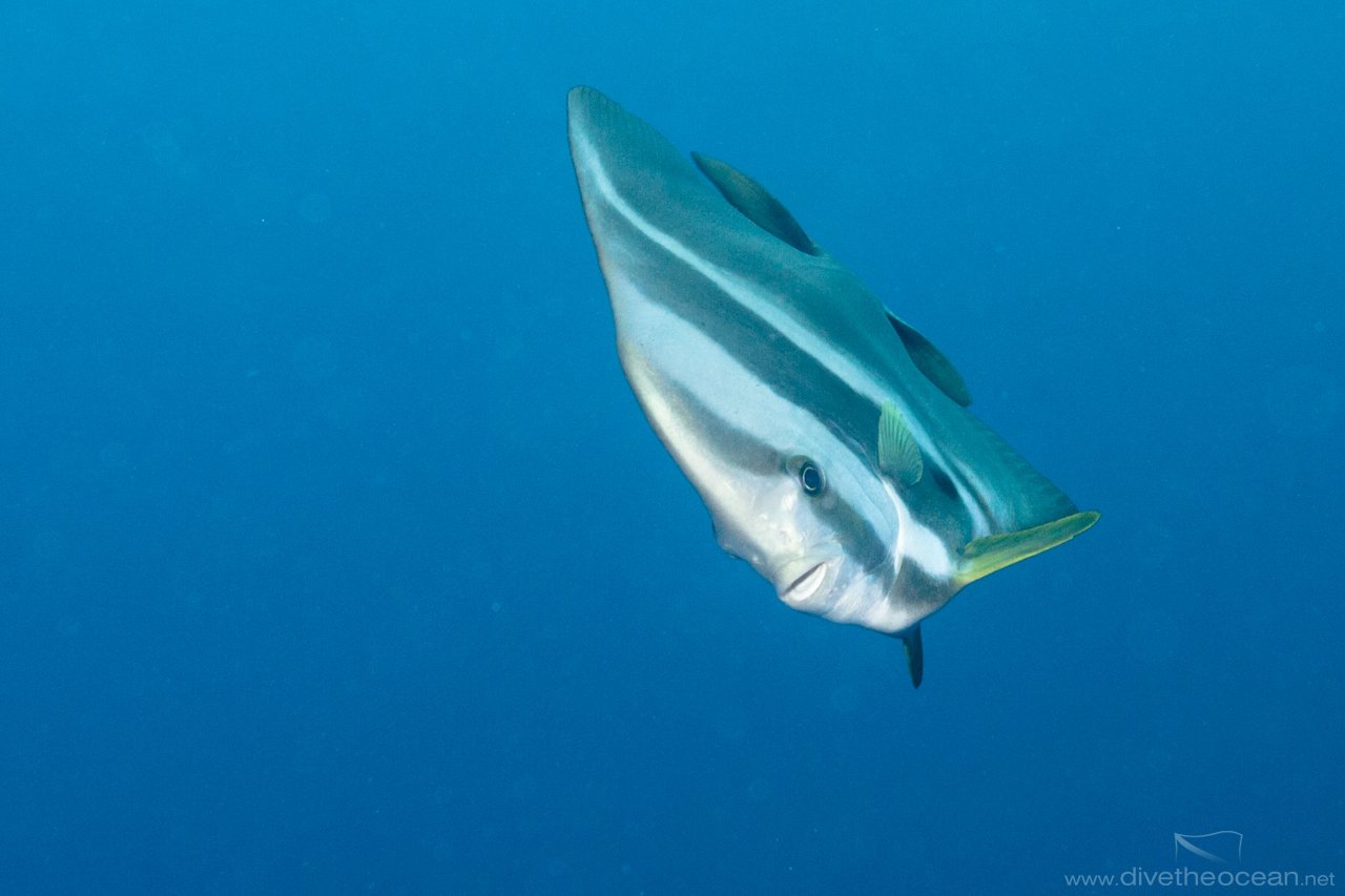 curious Longfin batfish