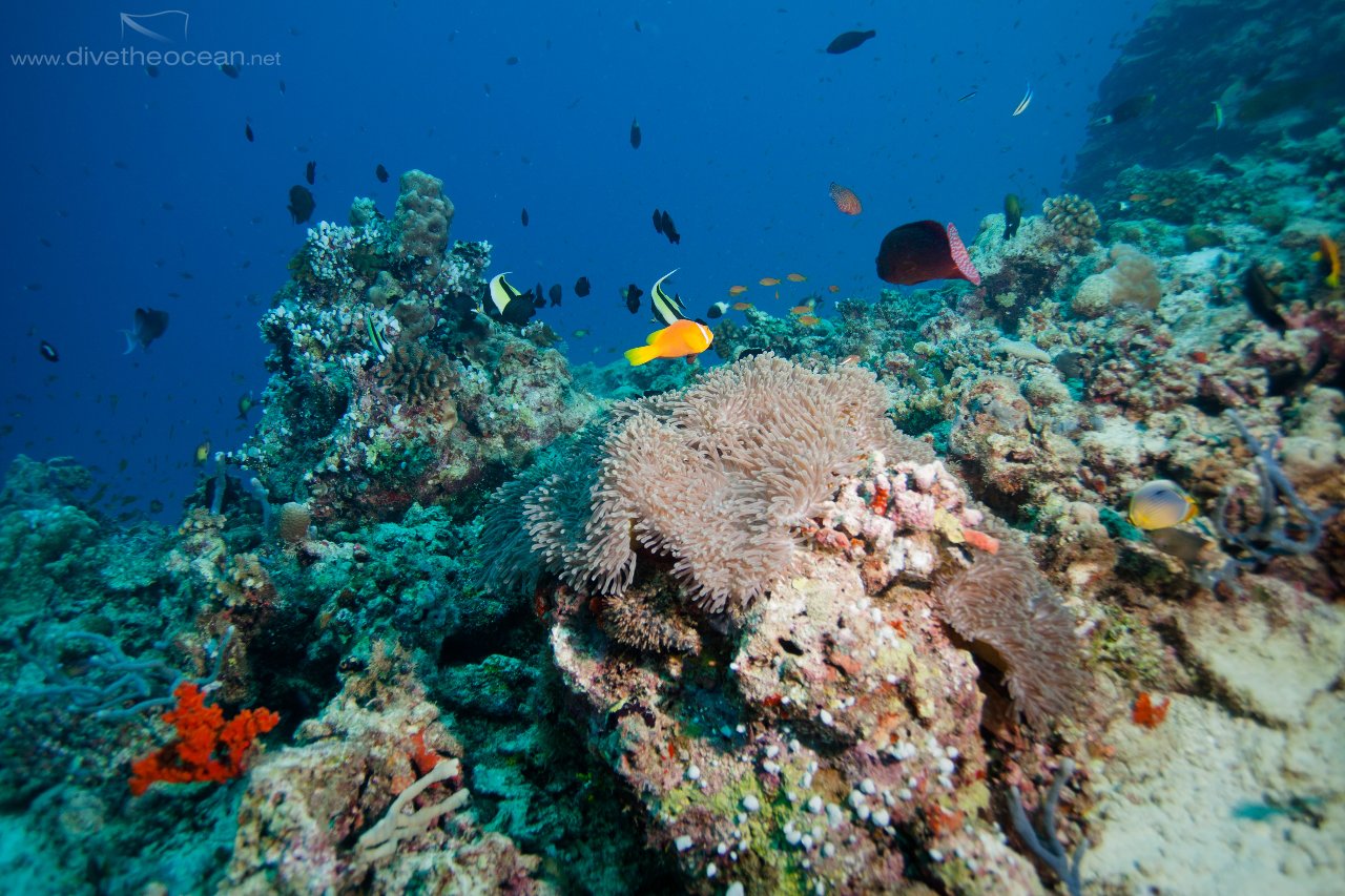 Mledives Coral with domestic Clown