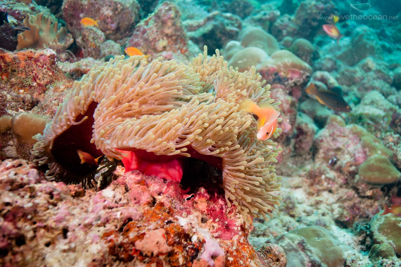 Maledives Anemone