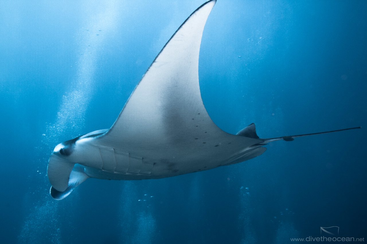 Manta Ray