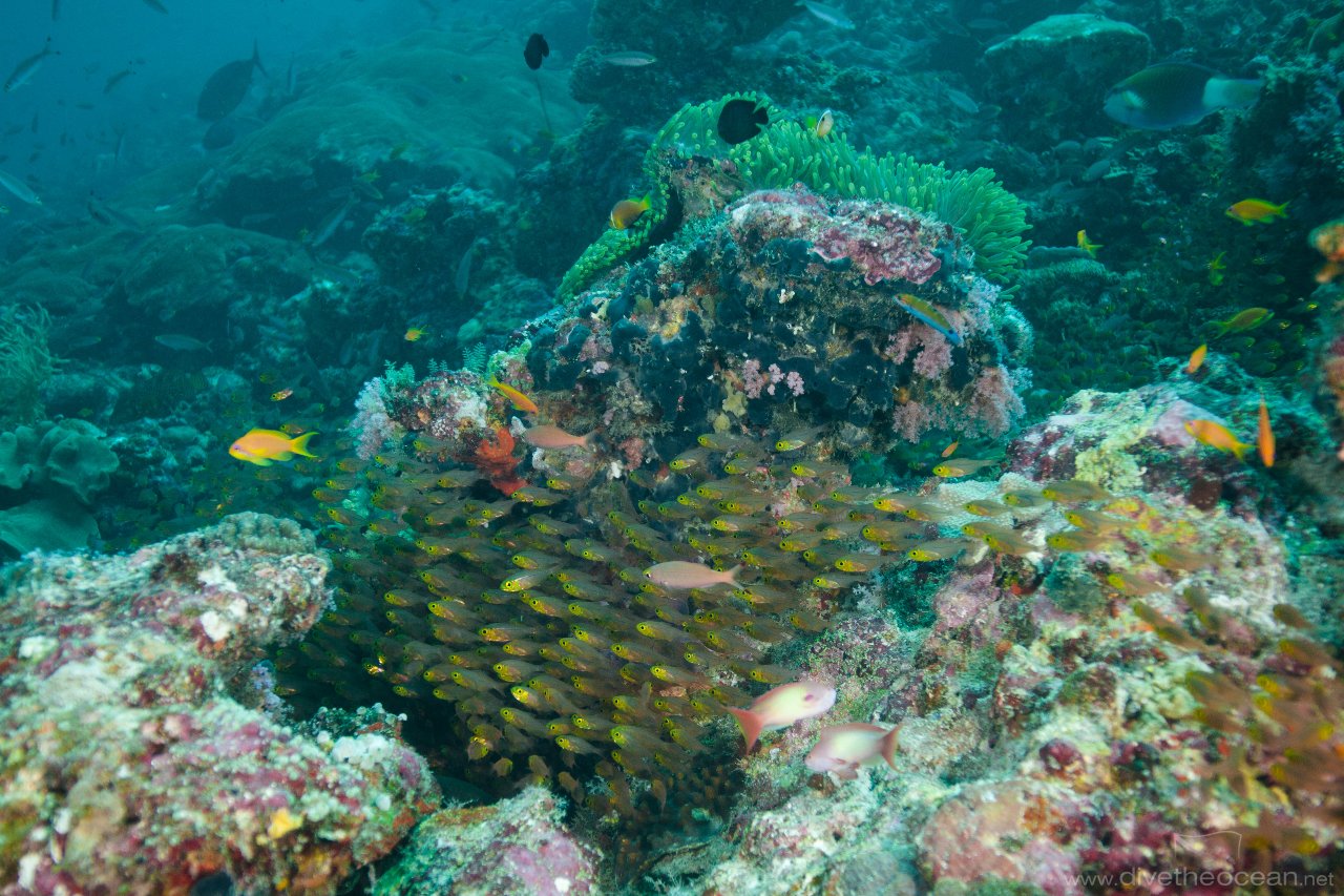 Anemone City & Glass fish