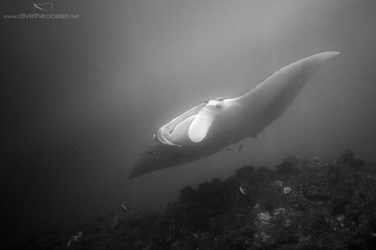 Manta Ray